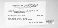 Uromyces hyperici-frondosi image
